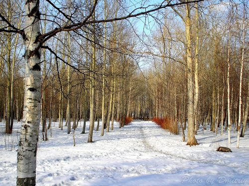 Тропа в снегу