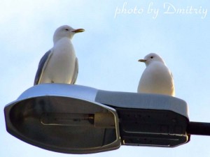 Весна пришла