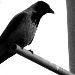Ворона на ограде