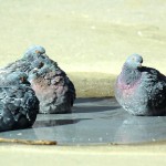голуби купаются
