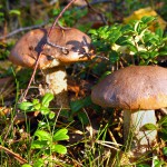 Последние грибы