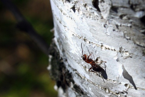 Первые муравьи
