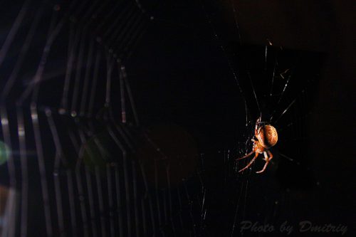 паук в паутине