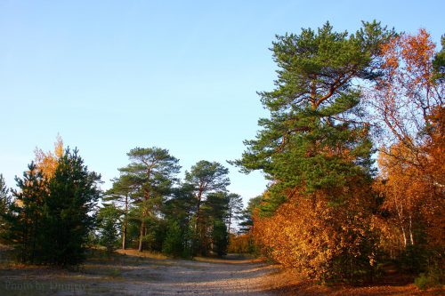 Дюны ягринского бора осенью