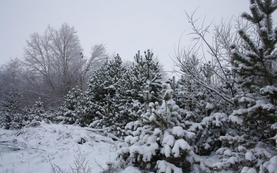 волшебный зимний лес