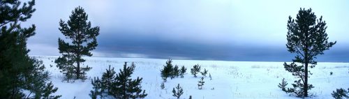 панорама сосен белого моря