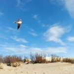 Чайка над пляжем