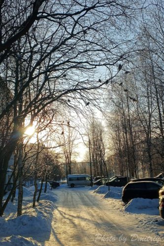 Птичий двор