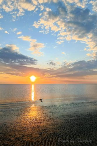 Вечерняя чайка