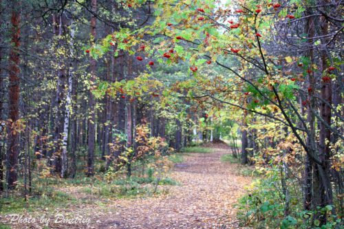 Тропа в ягринском бору