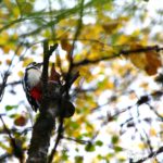 Осенний дятел 2025