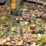 Белка меняет мех