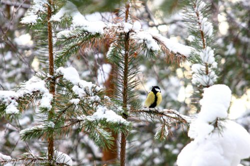 Синичка. Зима 2026