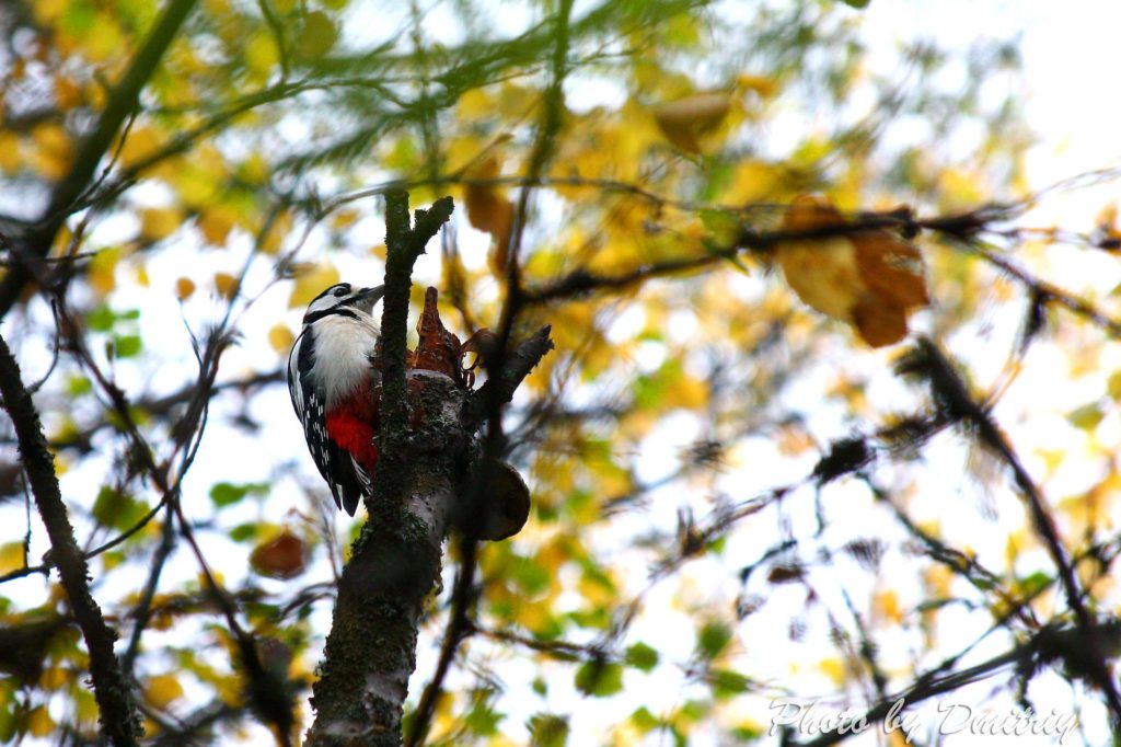 Осенний дятел 2025