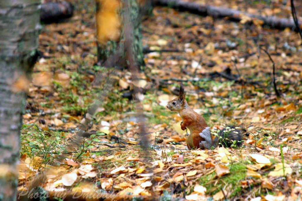 Белка меняет мех