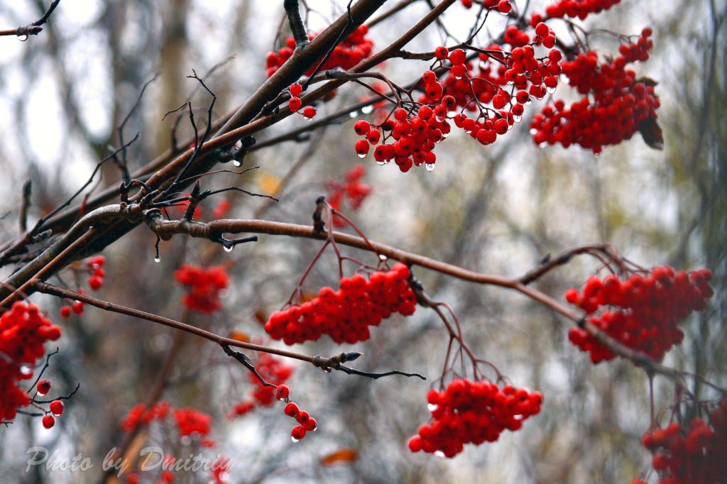 Рябина плачет