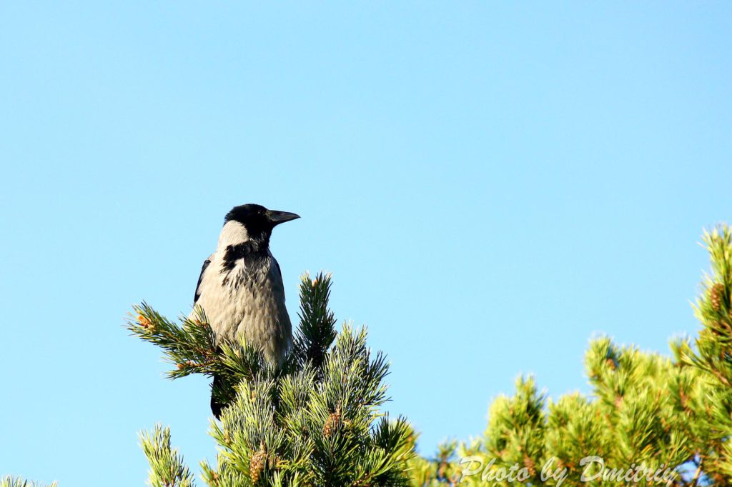 Ворона на ветке