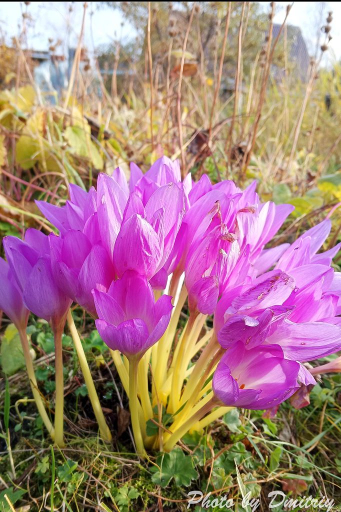 осенний букет